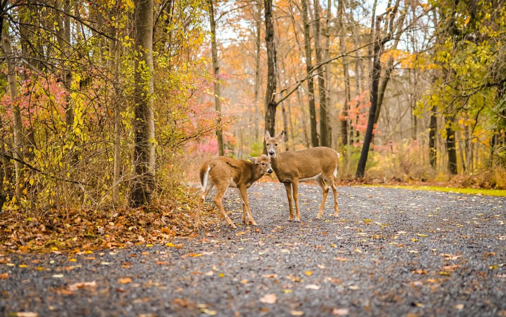 Attractions & Things to Do in the Catskills Hudson Valley & Woodstock NY