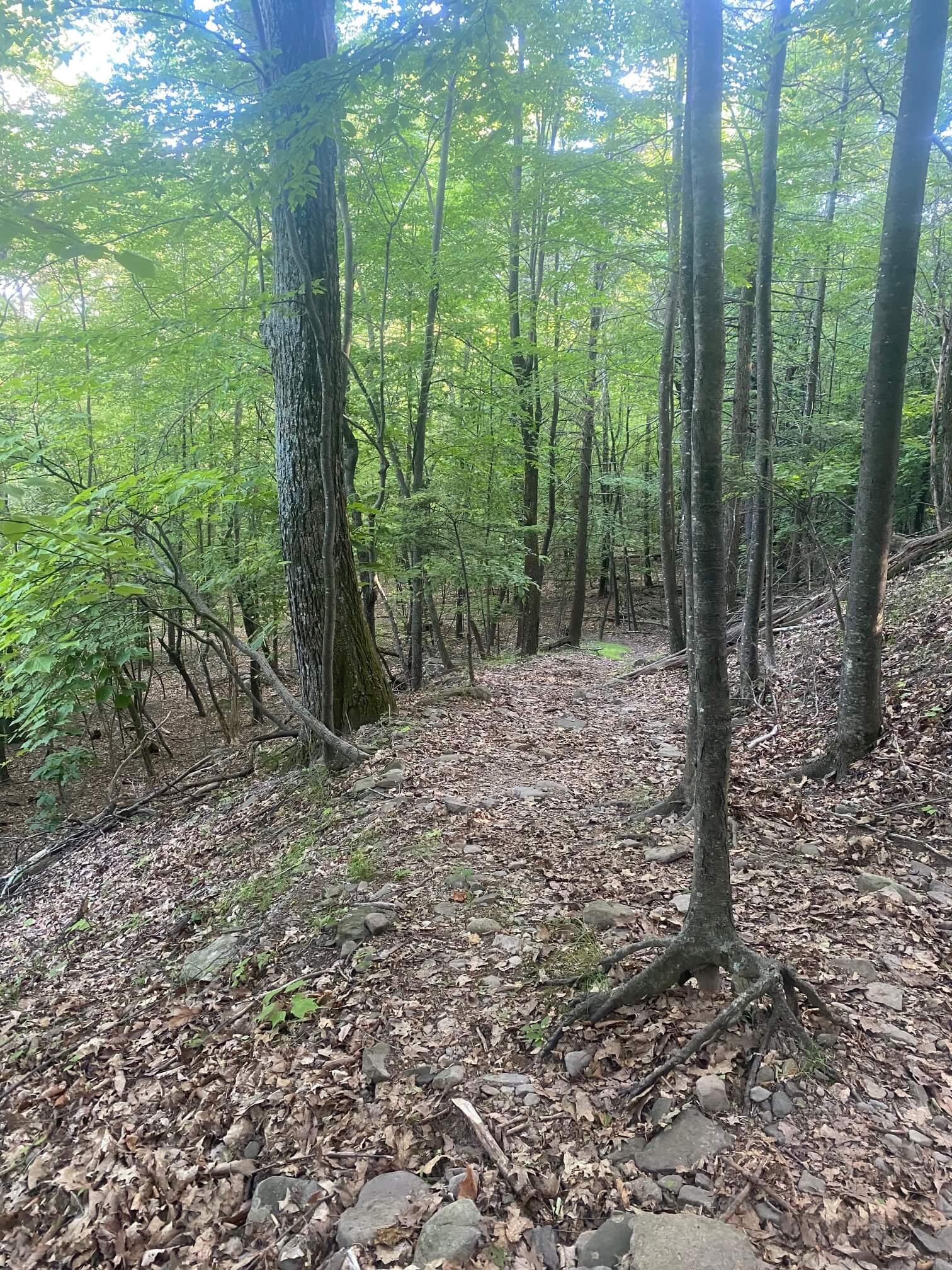 brown ground with thin trees and green leaves 